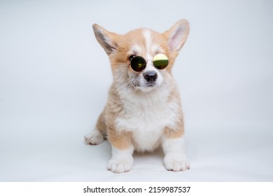 A Welsh Corgi Puppy In Sunglasses Sits On A White Background