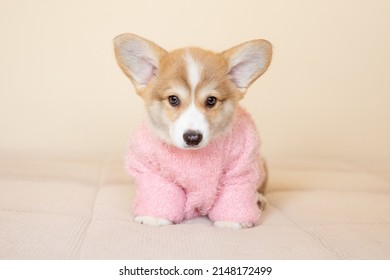 A Welsh Corgi Puppy In A Sweater Is Sitting At Home On The Couch