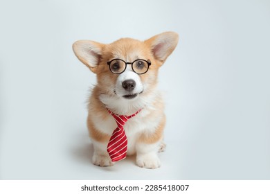 a Welsh corgi puppy in a tie and glasses on a white background