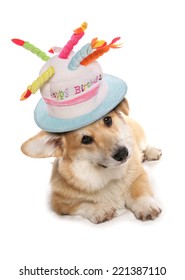 Welsh Corgi Wearing Happy Birthday Hat