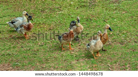 Welsh Harlequin ducks on a farm.