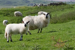 Welsh Hill Sheep And Lamb