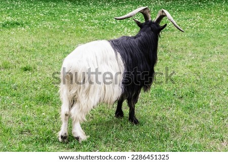 The Welsh mountain goat in the zoo is bearded, with long hair and horns in a pasture, in a green meadow. A Welsh goat with a black neck in an animal park. Unusual rare black and white goat color.