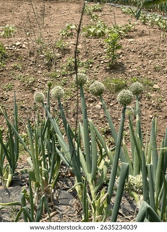Welsh onion, (Am) green onion, (Am) scallion, (Brit) spring onion korea pa