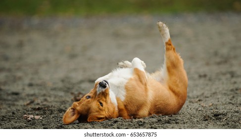 Welsh Pembroke Corgi Dog Rolling In The Dirt