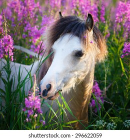 Welsh Pony