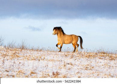 Welsh Pony