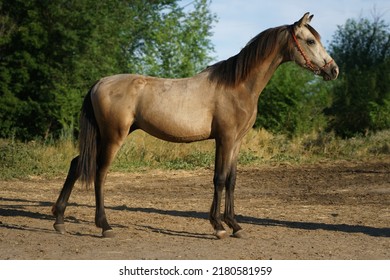 Welsh Pony Foal Of Tan Color In Conformation Stance
