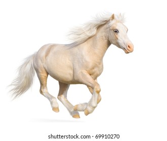 Welsh Pony Gallops - Isolated On White