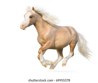 Welsh Pony Gallops - Isolated On White