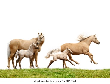 Welsh Pony Mare And Foal Isolated On White