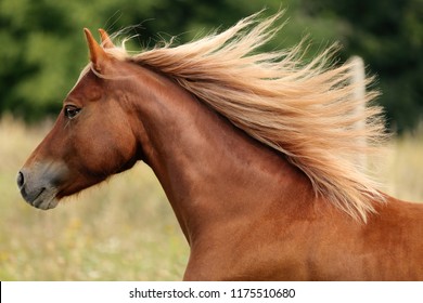 Welsh pony running and standing in high grass, long mane, brown horse galloping, brown horse standing in high grass in sunset light, yellow and green background