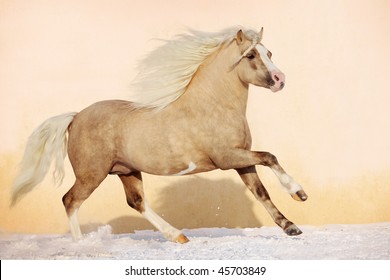 welsh pony stallion