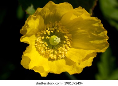 Poppy Calyx Images, Stock Photos & Vectors 