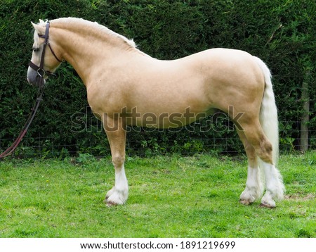 A welsh section C stallion stood up to show off his conformation