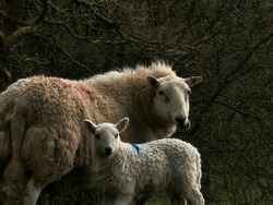 Welsh Sheep With Baby #2