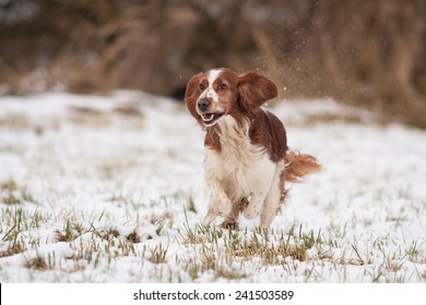 Welsh Springer Spaniel