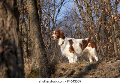 Welsh Springer Spaniel