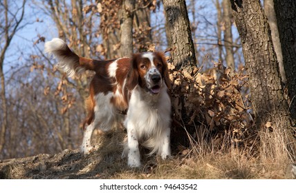 Welsh Springer Spaniel