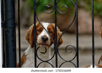 Welsh Springer Spaniel. Adult Dog Sitting And Looking Through Gate.