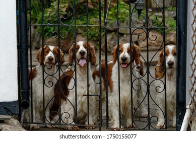 Welsh Springer Spaniel. Adult Dogs Sat At Iron Gate.