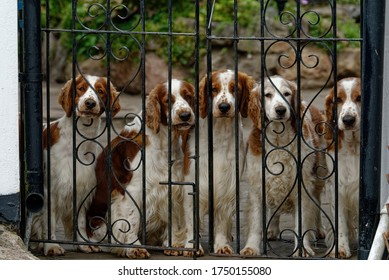 Welsh Springer Spaniel. Adult Dogs Sat At Iron Gate.