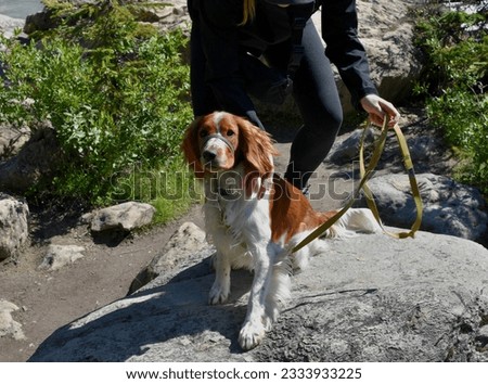 Welsh Springer Spaniel puppy with female owner sitting on a boulder in the forest
