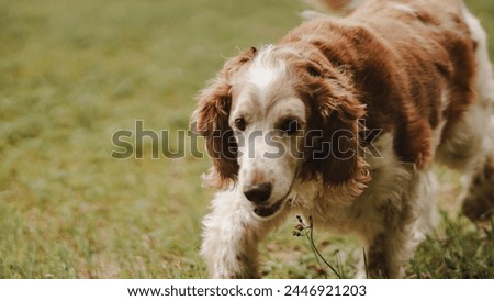 A Welsh springer spaniel running. 