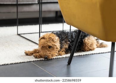 Welsh Terrier dog looking sad while lying on the carpet in the living room. Small black and brown curly dog breed resting on the floor in a modern home