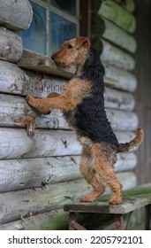 Welsh Terrier Hunting Dog Female Standing Up On A Bench In A Vintage Barn Looking Into A Window.