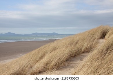 Welsh Windswept Beach Reeds Sand