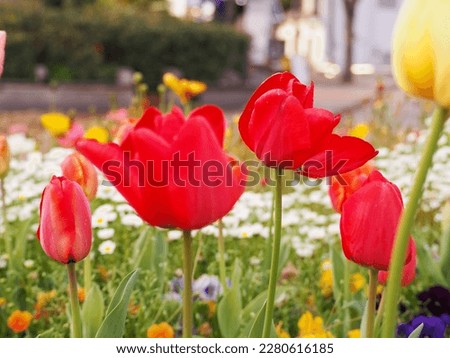 a weltering red tulip in the garden 