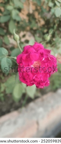 weltering rose is another type of sadness. 