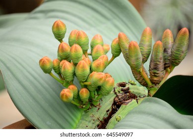 Welwitschia Mirabilis