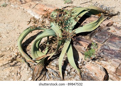 Welwitschia Mirabilis