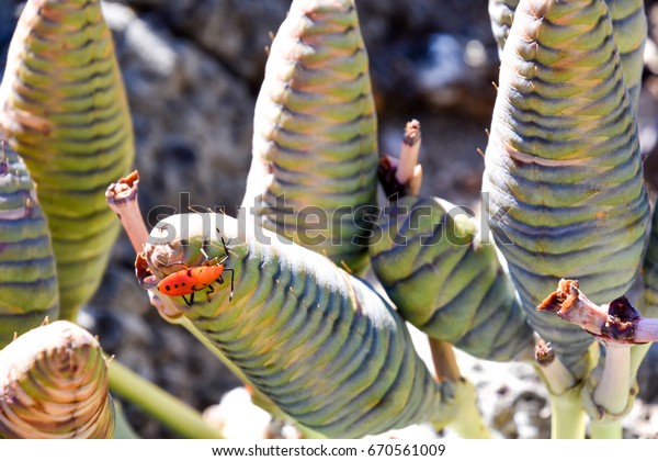 Welwitschia plants in the desert near\
the coastal town of Swakopmund at the Atlantic Ocean in Namibia\
Southern Africa that can grow for thousands of\
years