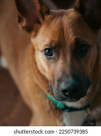 Wembly, a sweet and mischievous puppy.