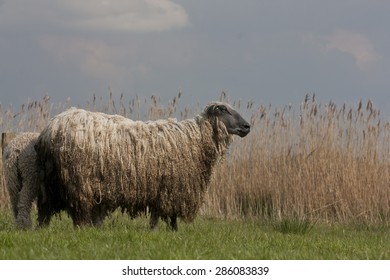 Wensleydale Longwool Sheep