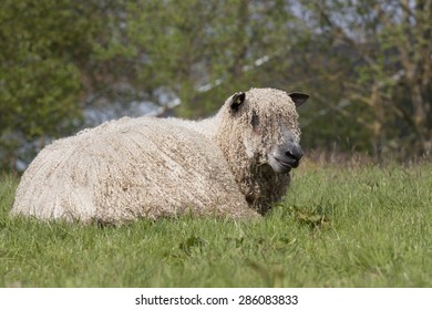 Wensleydale Longwool Sheep Resting