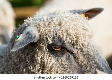 Wensleydale Sheep, Close Up