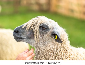 Wensleydale Sheep, Close Up