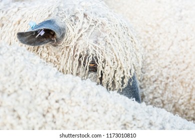 Wensleydale Sheep, Close Up