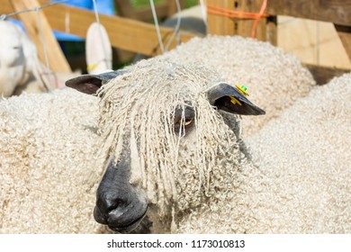 Wensleydale Sheep, Close Up