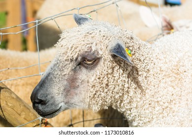 Wensleydale Sheep, Close Up