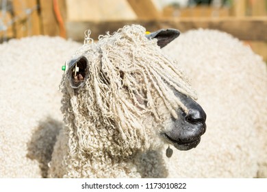 Wensleydale Sheep, Close Up