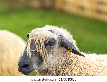 Wensleydale Sheep, Close Up