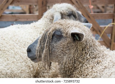 Wensleydale Sheep In A Pen