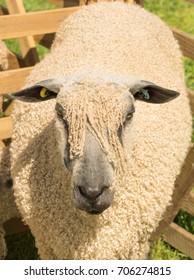 Wensleydale Sheep Portrait