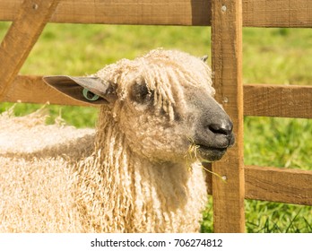 Wensleydale Sheep Sitting In A Pen