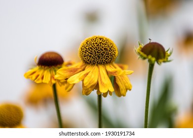 Went Outside, Saw This Beautiful Flower Fully Blooming And Naturally Grabbed My Camera To Take This Picture. Did Not Think To Much, Just Photographed.